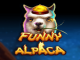 Funny Alpaca